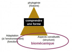 compformbiomec.jpg