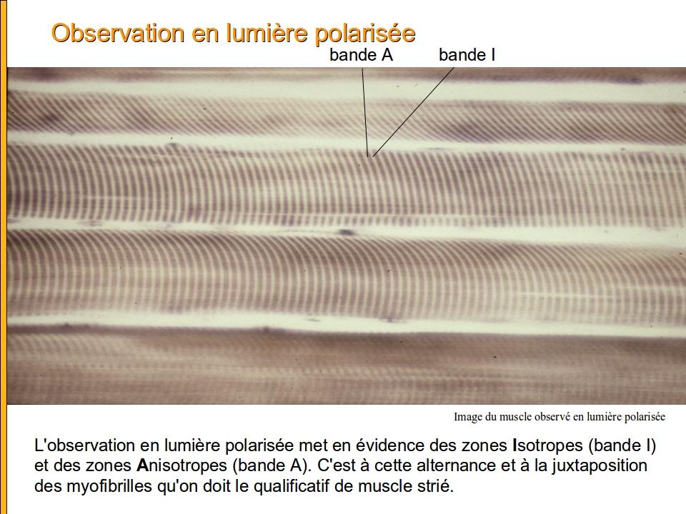 musclelumierepolarise.jpg, juin 2012 musclelumierepolarise.jpg