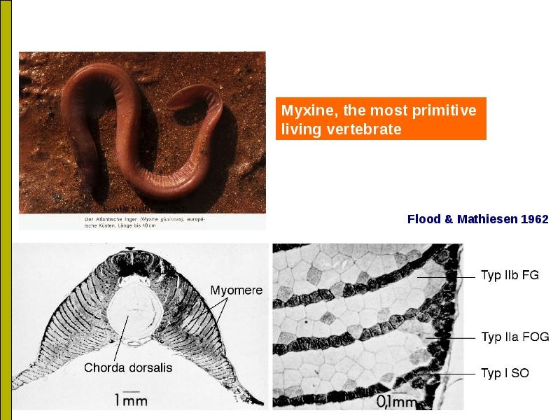 myxine.jpg, juin 2012 myxine.jpg