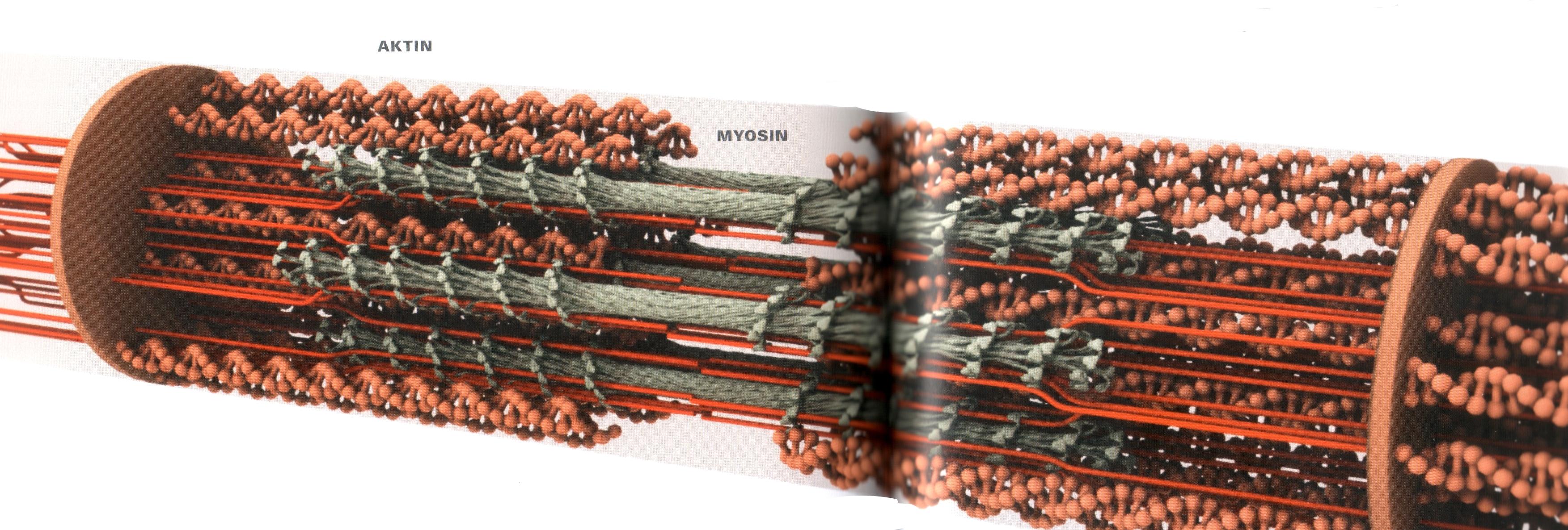 sarcomere.jpg, juin 2012 sarcomere.jpg