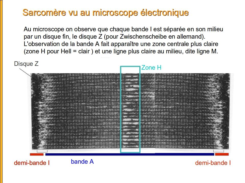sarcomicroelectronique.jpg, juin 2012 sarcomicroelectronique.jpg