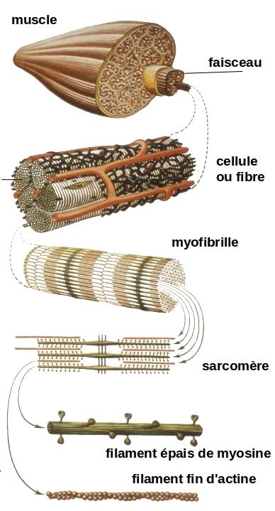 structemboitement.jpg, juin 2012 structemboitement.jpg