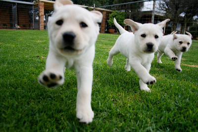 three_pups_run.jpg